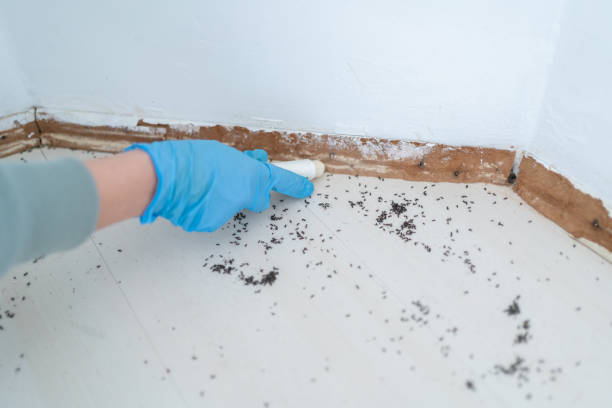 Best Affordable Pest Control Services  in Newport, OH